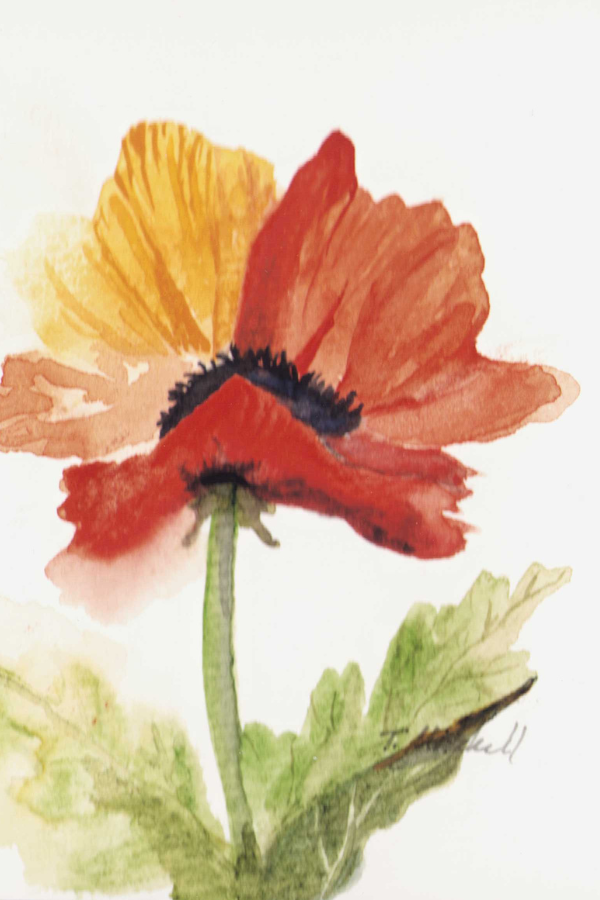 NEW - Mini Original Poppy Studies