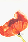 Load image into Gallery viewer, NEW - Mini Original Poppy Studies
