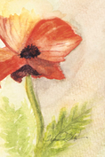 Load image into Gallery viewer, NEW - Mini Original Poppy Studies
