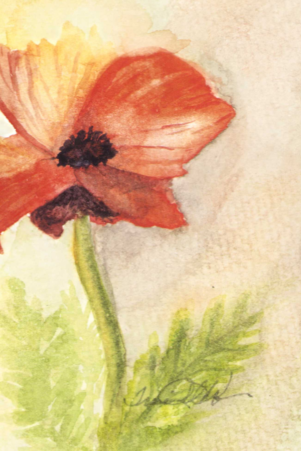 NEW - Mini Original Poppy Studies