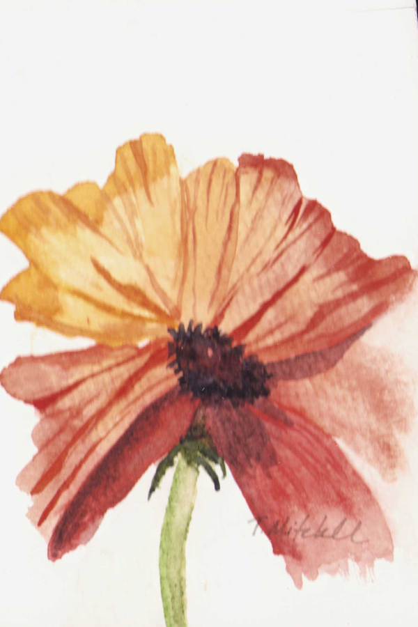 NEW - Mini Original Poppy Studies