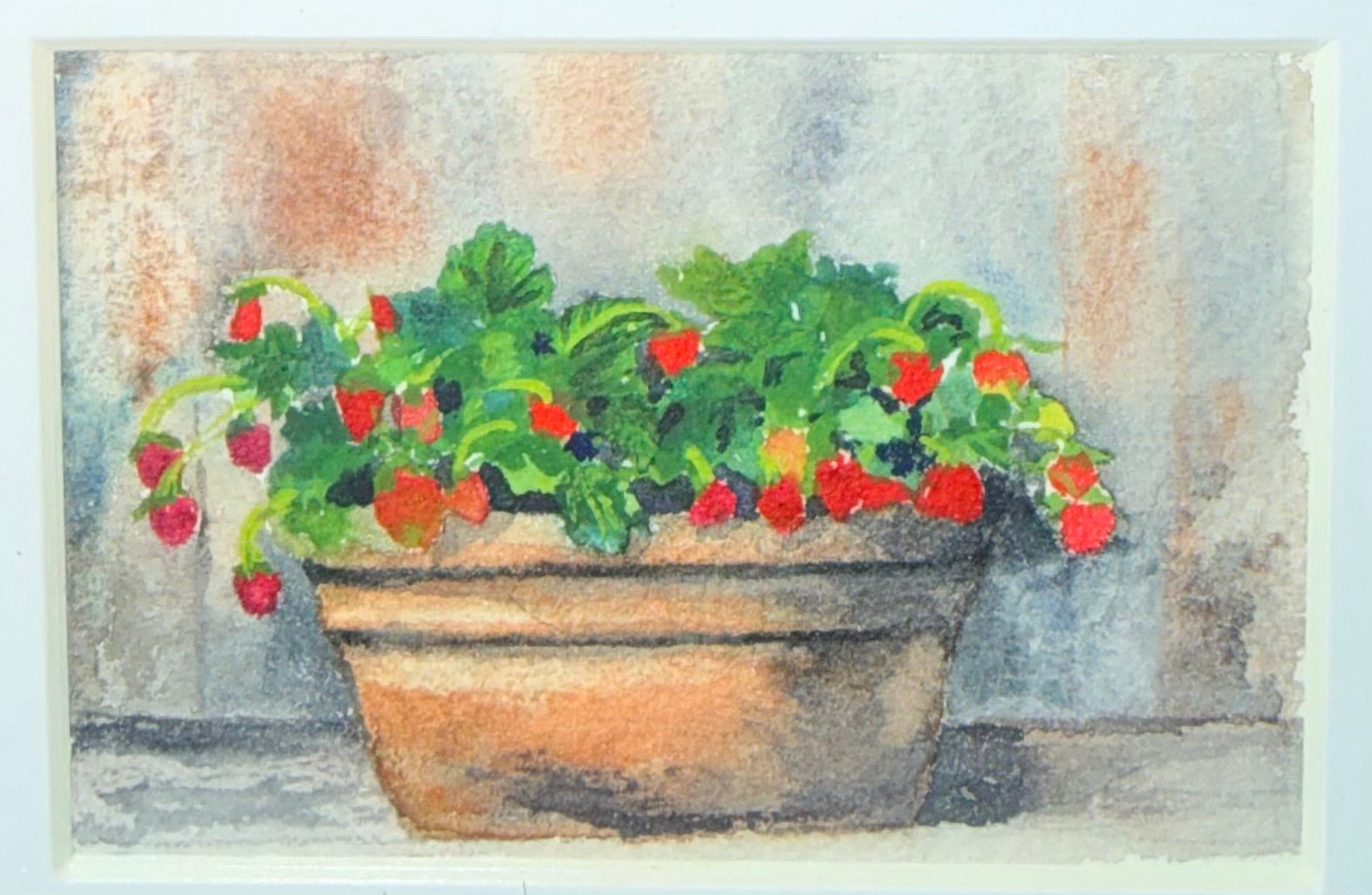 Mini Original Strawberry Studies